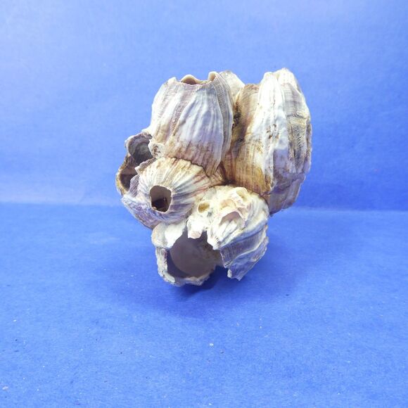 Barnacle Cluster 5" Long 178g Natural Specimen - Picture 5 of 11